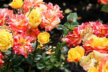 Flowers, Roses, Bush, Bright, Disbanded, Loose, Buds HD wallpaper
