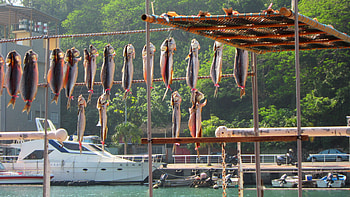 Sun dried fish, harbour, sunny, fish, dried HD wallpaper