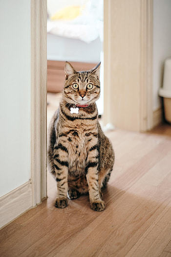 Funny, Animals, Cat, Pet, Sight, Opinion, Collar HD phone wallpaper