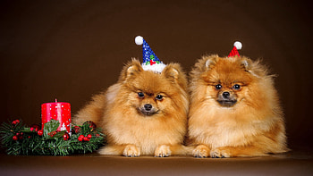 Animals, New Year, Couple, Pair, Christmas, Puppies, Attire, Outfit HD wallpaper