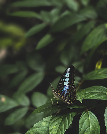 Leaves, Macro, Insect, Butterfly HD phone wallpaper