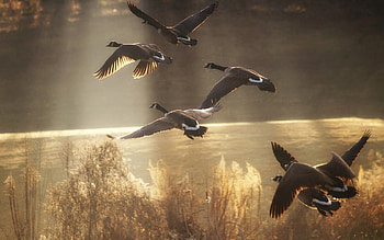 Animals, Nature, Birds, Ducks, Flight HD wallpaper