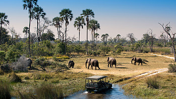 Safari in Botswana, Wildlife adventure, Experiences, AndBeyond HD wallpaper