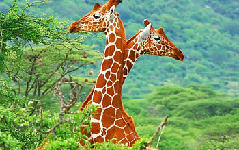 Animals, Giraffes HD wallpaper