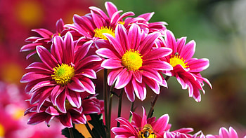 Beautiful flowers, nature, flowers, blooms, petals HD wallpaper