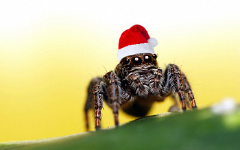 Spider , backgrounds, Arachnid close-ups, Nature's art HD wallpaper
