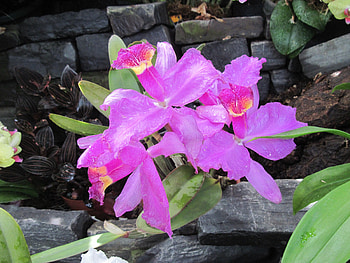 Flowering Plants Changed the World 35, pink, graphy, green, Flowers, garden HD wallpaper