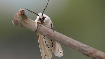 Top moth , Diverse moth species, Impressive designs, collection HD wallpaper