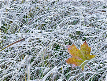 autumn, grass, colours, leave HD wallpaper