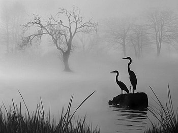Morning Foggy, white, black, birds, graphy, cool, nature, rivers, beauty HD wallpaper