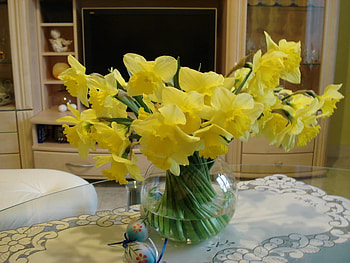 daffodils, bouquet, yellow, vase, spring HD wallpaper