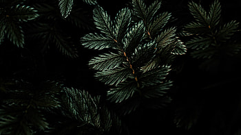 Dark and mysterious, Branches and leaves, Moody atmosphere, Nature's shadows HD wallpaper