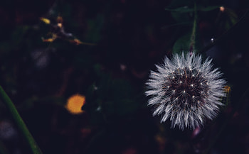Flower, Macro, Fluffy, Dandelion HD wallpaper
