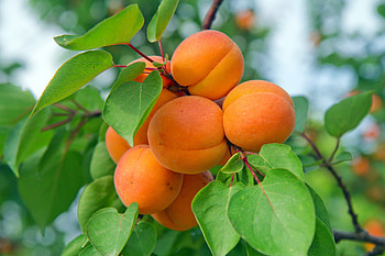 Dwarf fireball apricot, Australian plantnet, Small and tasty, Delicious fruit HD wallpaper