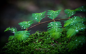Drops, Macro, Branch, Moss HD wallpaper