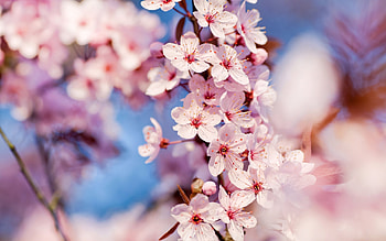 Plants, Flowers HD wallpaper
