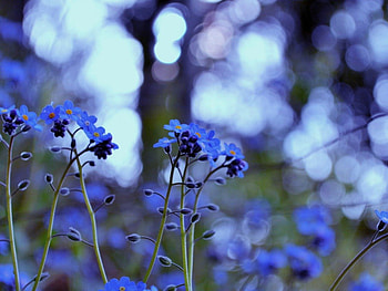little flowers, natur, blue, grass, flowers HD wallpaper
