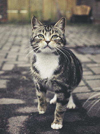 Animals, Cat, Striped, Pet, Sight, Opinion, Nice, Sweetheart HD phone wallpaper