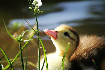 Animals, Grass, Young, Branch, Joey, Duckling HD wallpaper