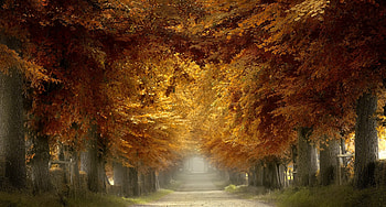 Autumn park, Fog, Road, Autumn, Trees HD wallpaper