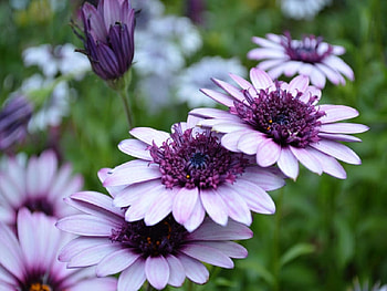 Purple Power, purple, bokeh, stems, nature, flowers HD wallpaper