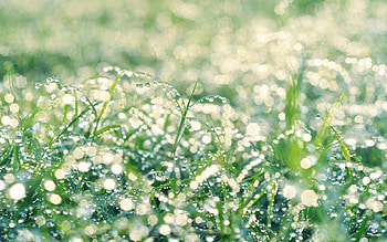 Grass, Drops, Macro, Shine, Light, Brilliance, Light Coloured, Dew HD wallpaper