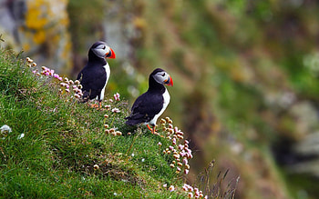 Animals, Birds, Grass, Sit, Couple, Pair, Dead End, Cul-De-Sac HD wallpaper