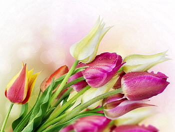 Flowers, Tulips, Drops, Glare, Bouquet, Freshness HD wallpaper