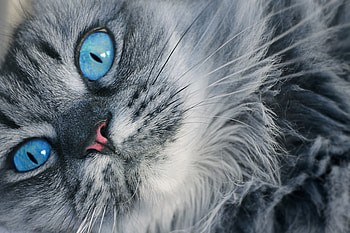 Animals, Cat, Fluffy, Muzzle, Blue Eyed, Blue-Eyed HD wallpaper