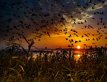 Flock Of Birds Flying At Dawn Time, birds, flying, dawn, sunset HD wallpaper