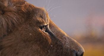 Mufasa: The Lion King, movie, Mufasa: The Lion King HD wallpaper