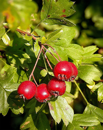 Azarole, Hawthorn Tree HD phone wallpaper