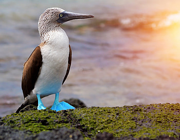 Blue footed booby, Spirit animal, Totem symbolism, Meaning HD wallpaper