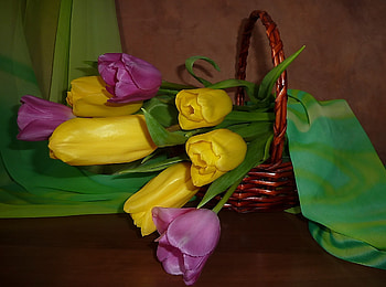 Still Life, yellow tulips, purple tulips, colors, beautiful, tulips, basket, pretty, flowers HD wallpaper