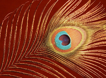 Peacock Tail Feather, feather, peacock, bird HD wallpaper