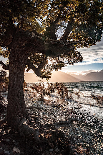Nature, Pebble, Sea, Coast, Wood, Tree HD phone wallpaper