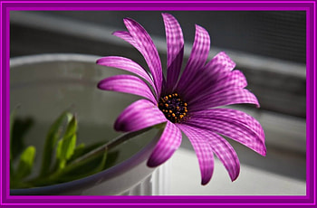 ~Purple Love~, bucket, purple, nature, flowers HD wallpaper