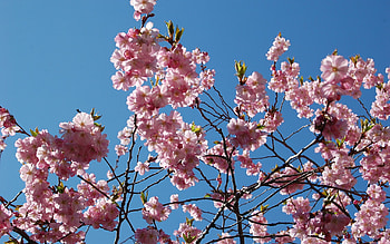 Flowers, Sky, Leaves, Branches, Bloom, Flowering, Spring HD wallpaper
