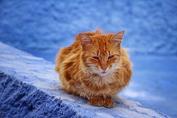 Animals, Cat, Redhead, Is Sitting, Sits HD wallpaper