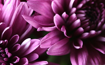 Chrysanthemum, Purple flowers, MacBook , Botanical beauty HD wallpaper
