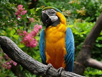 Macaw, blue, animal, feathers, bird, passaro, beautiful, gold, ave, branch, yellow, flowers, lovely, amarelo, parrot, natureza HD wallpaper