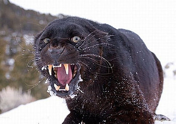 Sea Lion, sea, scary, lion HD wallpaper