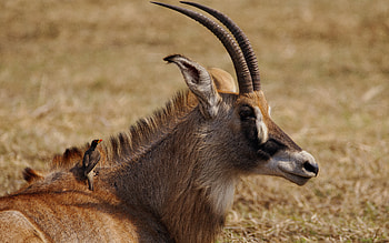 Antelope, animal, nature, horns HD wallpaper
