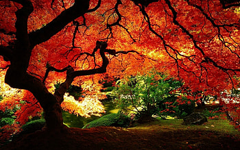Landscape, Trees HD wallpaper