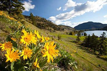 Okanagan Valley, Canada, hills, blossoms, clouds, sky, spring HD wallpaper