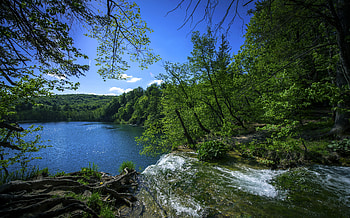 Greenery, Croatia, , Plitvice Lake, Lake, Tree HD wallpaper
