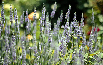 Nature, Macro, Field, Herbs, Herbage, Sunny HD wallpaper
