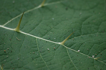 Thorn Leaf, leaf, nature, green, thorn HD wallpaper
