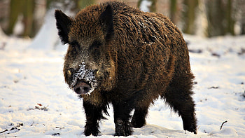 Animals, Snow, Muzzle, Stroll, Boar HD wallpaper