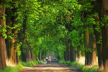 Walk in Trees, trees, cool, , walk HD wallpaper